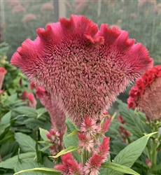 Celosia Martine Scarlet