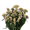 Celosia Martine Yellow