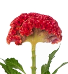 Celosia Diamond Coral