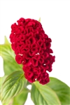 Celosia Diamond Purple