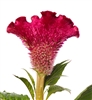 Celosia Diamond Red