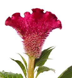 Celosia Diamond Red