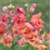 Antirrhinum Madame B'fly Bronze