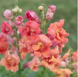 Antirrhinum Madame B'fly Bronze