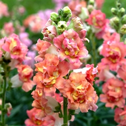 Antirrhinum Madame B'fly Bronze/White