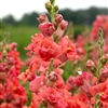 Antirrhinum Madame B'fly Cherry Bronze