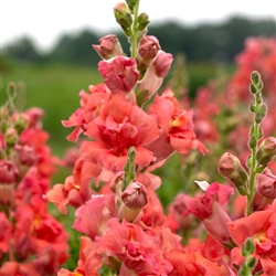 Antirrhinum Madame B'fly Cherry Bronze