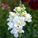 Antirrhinum Madame B'fly Ivory