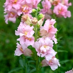 Antirrhinum Madame B'fly Pink