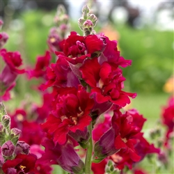 Antirrhinum Madame B'fly Red