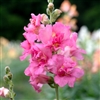 Antirrhinum Madame B'fly Rose