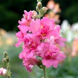 Antirrhinum Madame B'fly Rose