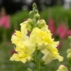 Antirrhinum Madame B'fly Yellow