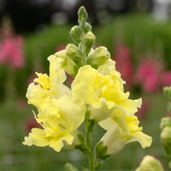 Antirrhinum Madame B'fly Yellow