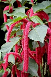 Amaranthus Love Lies Bleeding