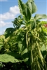 Amaranthus Viridus