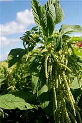 Amaranthus Viridus