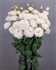 Lisianthus Celebrich 3 White