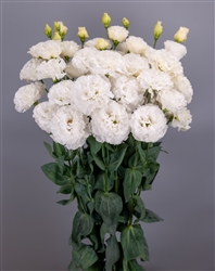 Lisianthus Celebrich 3 White