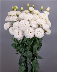 Lisianthus Celeb 3 White Pellets
