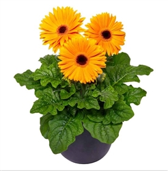 Gerbera Giant Golden Yellow Bl Ctr