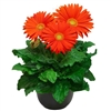 Gerbera Giant Orange