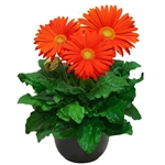 Gerbera Giant Orange