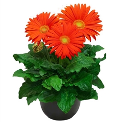 Gerbera Giant Orange