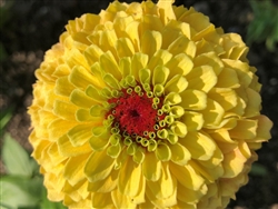 Zinnia Queeny Lemon Peach