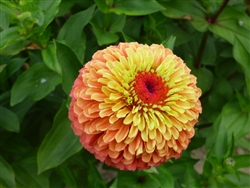 Zinnia Queeny Lime Orange