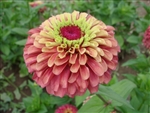 Zinnia Queeny Lime Red