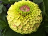 Zinnia Queeny Lime w/Blotch