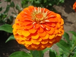 Zinnia Queeny Orange