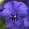 Viola Deltini Blue