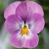 Viola Deltini Lavender Pink Face