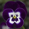 Viola Deltini Violet Face