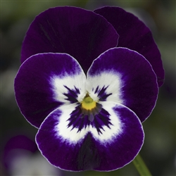 Viola Deltini Violet Face