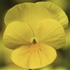 Viola Deltini Yellow