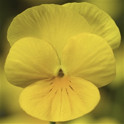 Viola Deltini Yellow