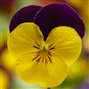 Viola Deltini Yellow Jump Up