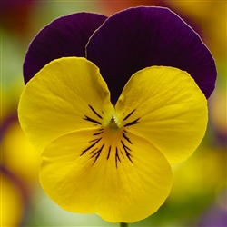 Viola Deltini Yellow Jump Up