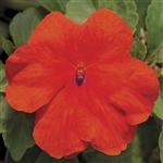 Impatiens Accent Dp Orange