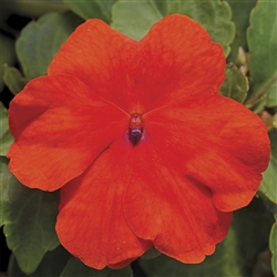 Impatiens Accent Dp Orange