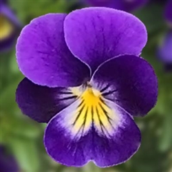 Viola Endurio Blue Face