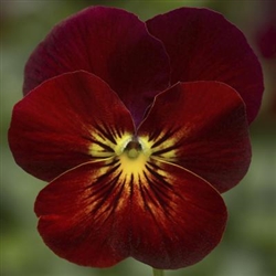 Viola Endurio Red Flare