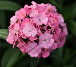 Swt William Sweet Pink Pellets