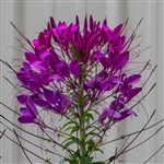 Cleome Sparkler 2.0 Purple