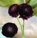 Ranunculus Highline Black