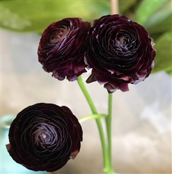 Ranunculus Highline Black