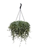 Dichondra Silver Surfer